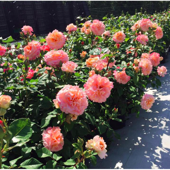 AUGUSTA LUISE® "Duftwolke"